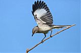 Northern Mockingbird